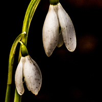 Buy canvas prints of Snowdrops by 