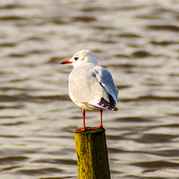 Buy canvas prints of Seagull on the Lookout by 