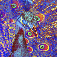 Buy canvas prints of Peacock by Matthew Lacey