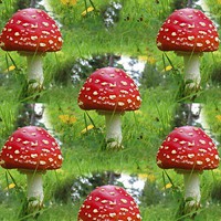 Buy canvas prints of Mushrooms by Matthew Lacey