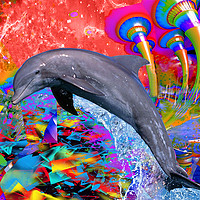 Buy canvas prints of Dolphin Color Splash by Matthew Lacey