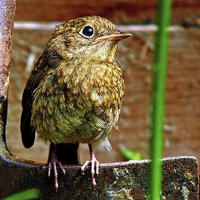 Buy canvas prints of Juvenile Robin by Jason Williams