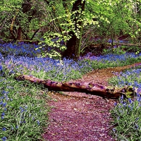 Buy canvas prints of Bluebell Wood by Jason Williams