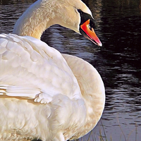 Buy canvas prints of Swan in Sunlight by Jason Williams