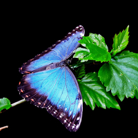 Buy canvas prints of Blue Morpho Butterfly by Jason Williams