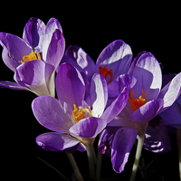 Buy canvas prints of Spring Crocus. by Jason Williams