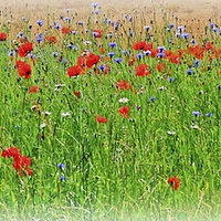 Buy canvas prints of Wild Flowers by Jason Williams