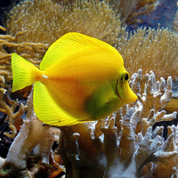Buy canvas prints of Yellow Tang by Jason Williams