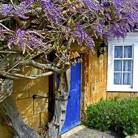 Buy canvas prints of Wisteria Cottage by Jason Williams