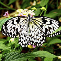 Buy canvas prints of The Common Mime Butterfly. by Jason Williams