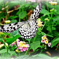 Buy canvas prints of The Common Mime Butterfly on flowers by Jason Williams