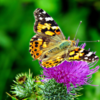 Buy canvas prints of Painted Lady Butterfly by Jason Williams