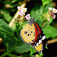 Buy canvas prints of Plain Tiger Butterfly-Danaus chrysippus. by Jason Williams