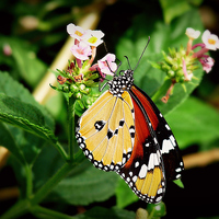 Buy canvas prints of Plain Tiger Butterfly-Danaus chrysippus. by Jason Williams