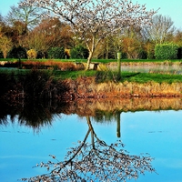 Buy canvas prints of Springtime reflection by Jason Williams