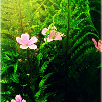 Buy canvas prints of Ferns & Flowers by Jason Williams