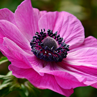 Buy canvas prints of  Anemone 'windflower'. by Jason Williams