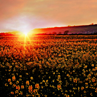 Buy canvas prints of  Rapeseed Flowers at Sunset by Jason Williams