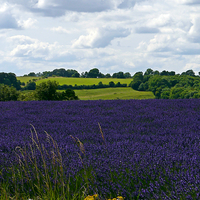 Buy canvas prints of Cotswold Lavender & Landscape  by Jason Williams