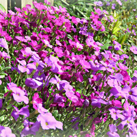 Buy canvas prints of  Pretty Aubretia Flowers by Jason Williams