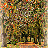 Buy canvas prints of  Autumn Avenue by Jason Williams