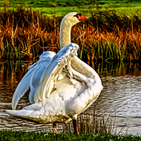 Buy canvas prints of Swan in warm Sunlight.  by Jason Williams