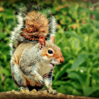 Buy canvas prints of Cheeky Grey Squirrel  by Jason Williams