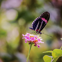 Buy canvas prints of Thirsty Tropical Butterfly  by Jason Williams