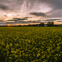 Buy canvas prints of Sunset over Rapeseed.  by Jason Williams