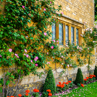 Buy canvas prints of  Climbing Roses, Flowers & Architecture. by Jason Williams