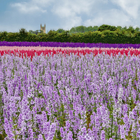 Buy canvas prints of The Confetti Fields of England.  by Jason Williams