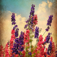 Buy canvas prints of  Delphiniums (Textured) by Jason Williams