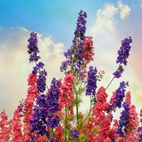 Buy canvas prints of  Delphiniums by Jason Williams
