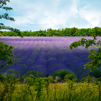 Buy canvas prints of  Summertime Lavender by Jason Williams