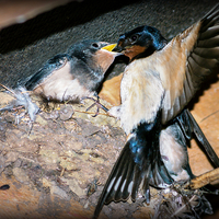 Buy canvas prints of  Swallow feeds chick. by Jason Williams