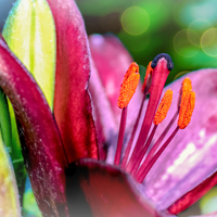 Buy canvas prints of  Blooming Lily by Jason Williams