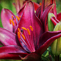 Buy canvas prints of  Daylily by Jason Williams