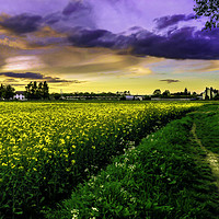 Buy canvas prints of Rapeseed Sunset by Jason Williams