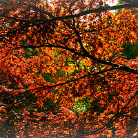 Buy canvas prints of Maple Leaves by Jason Williams
