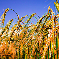 Buy canvas prints of Golden Harvest by Jason Williams