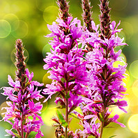 Buy canvas prints of Purple Loosestrife  by Jason Williams