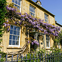 Buy canvas prints of Cotswold Wisteria by Jason Williams