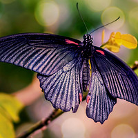 Buy canvas prints of Asian Swallowtail by Jason Williams