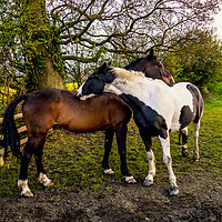 Buy canvas prints of Horse Hug by Jason Williams
