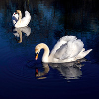 Buy canvas prints of Swan Lake by Jason Williams