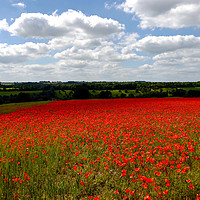Buy canvas prints of Poppy field landscape by Jason Williams