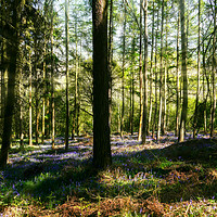 Buy canvas prints of Bluebell Woods by Jason Williams