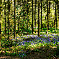 Buy canvas prints of Bluebells in Spring by Jason Williams