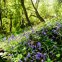 Buy canvas prints of Woodland Beauty by Jason Williams