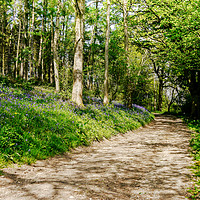 Buy canvas prints of Woodland Path by Jason Williams
